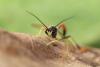 277762 – Photo : Daniel INGREMEAU – France (36)
